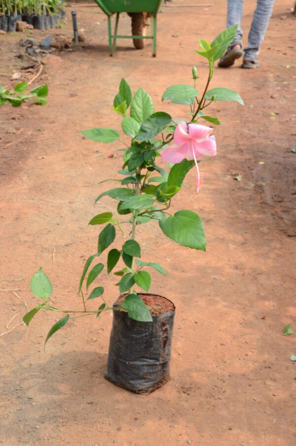 Hibiscus-9