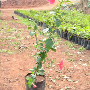 Hibiscus-Viceroy