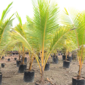 Hybrid Coconut Orange