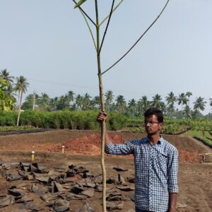 Kadamba 18X18