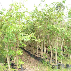 Lagerstroemia Speciosa 2