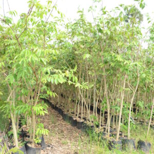 Lagerstroemia Speciosa 3