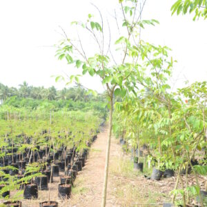 Lagerstroemia Speciosa