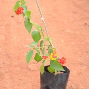 Lantana-Reed