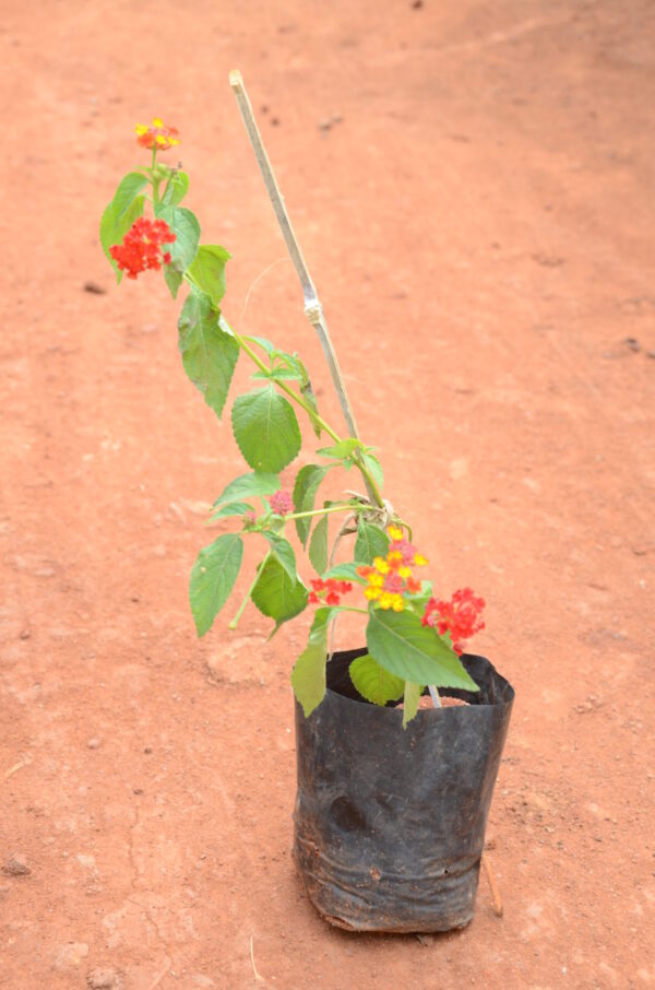 Lantana-Reed