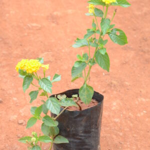 Lantana-Yellow
