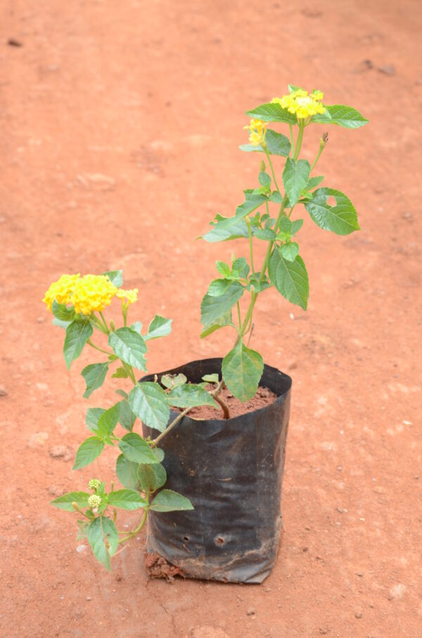 Lantana-Yellow