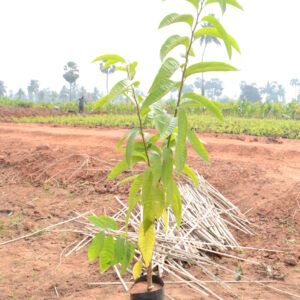 Laxmanaphal
