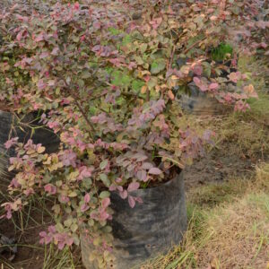 Loropetalum 1