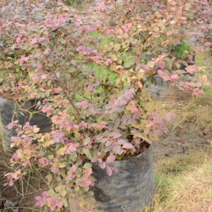 Loropetalum 2