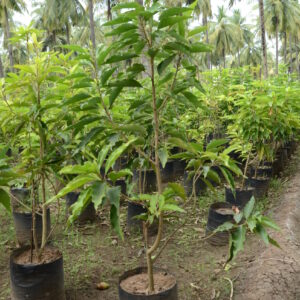 Magnolia-Champaca-2