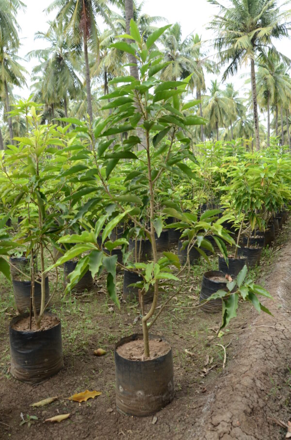 Magnolia-Champaca-2