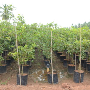 Manilkara Zapota (Sapota)