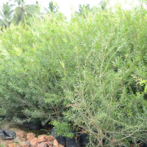 Melaleuca Green