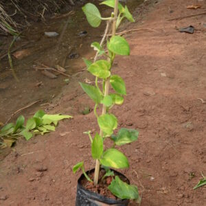 Money Plant