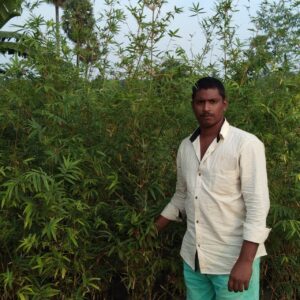 Multiplex Bamboo