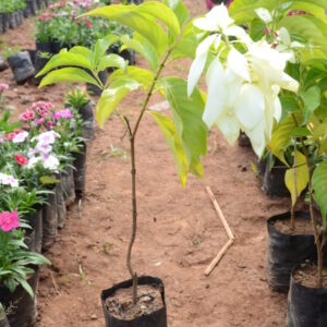 Mushanda-2