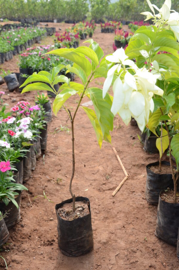 Mushanda-2