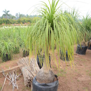 Nolina Recurvata (2)
