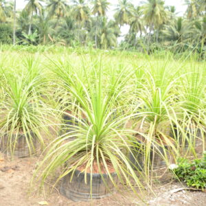 Nolina Recurvata