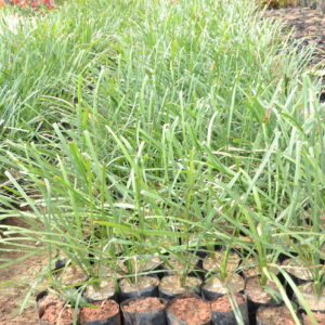Ophiopogon Green