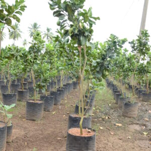Pampanas 2