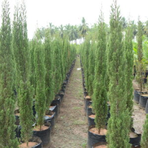 Pencil Pine