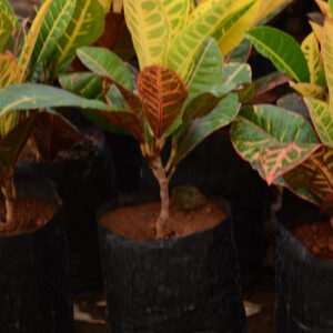 Petra Crotons 3