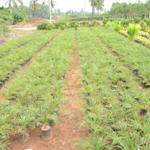 Phoenix Palm 2