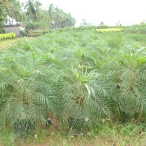 Phoenix Palm
