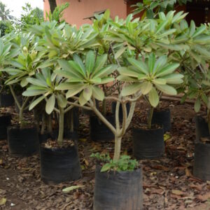 Plumeria-Aamerican-Dwarf-2