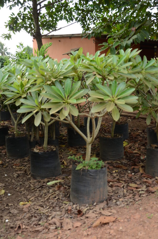 Plumeria-Aamerican-Dwarf-2