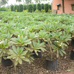 Plumeria-American-Dwarf