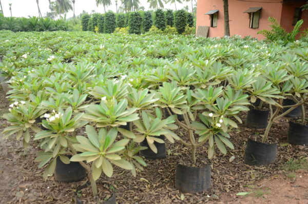 Plumeria-American-Dwarf