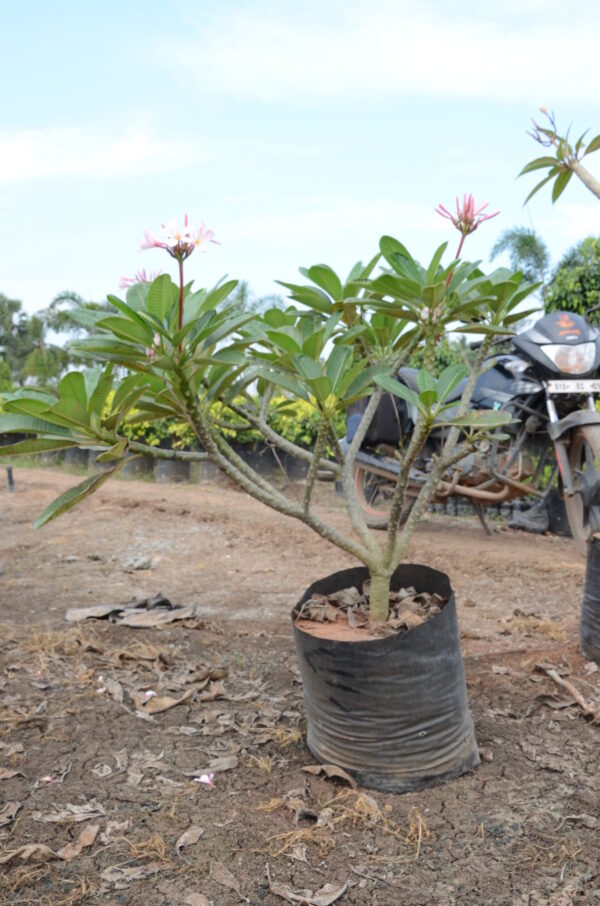 Plumeria-Dwarf-Pink-2