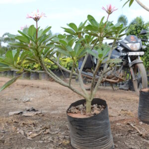 Plumeria-Dwarf-Pink-3