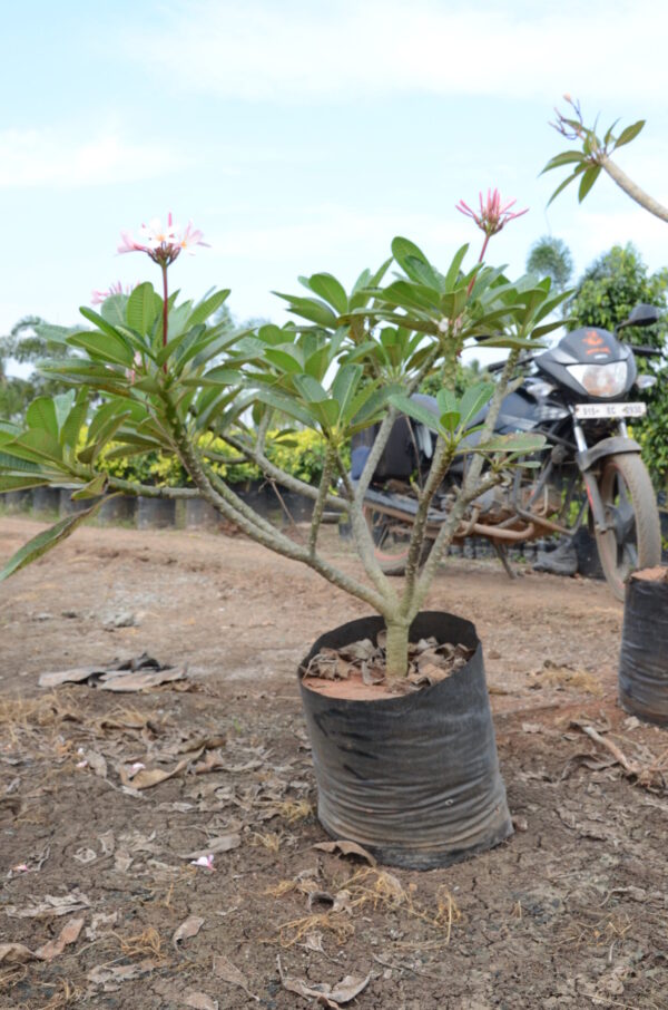 Plumeria-Dwarf-Pink-3