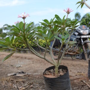 Plumeria-Dwarf-Pink