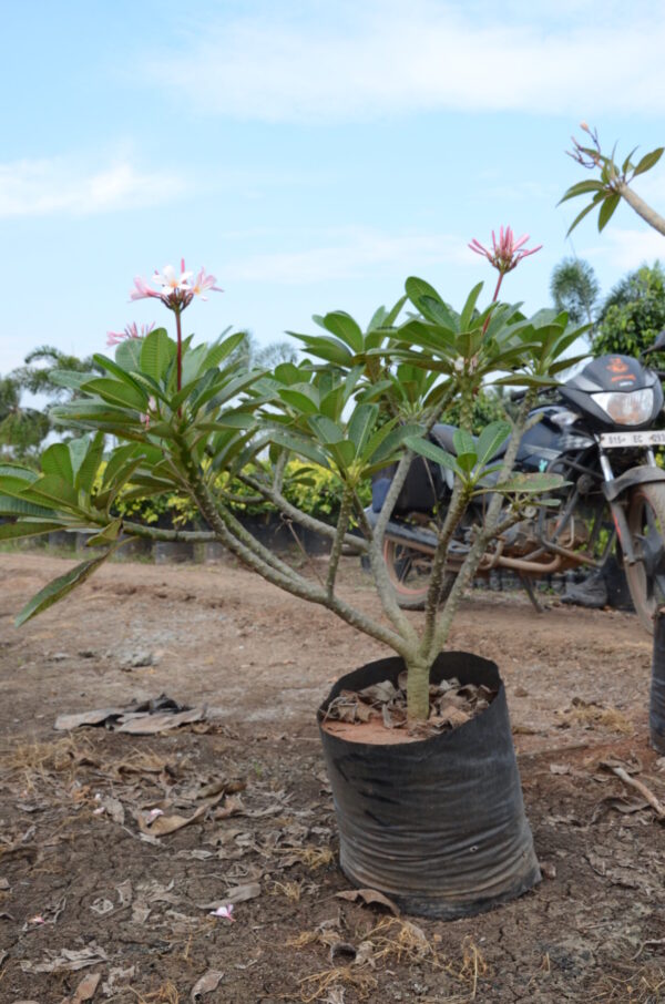 Plumeria-Dwarf-Pink