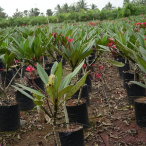 Plumeria-Rubra-2