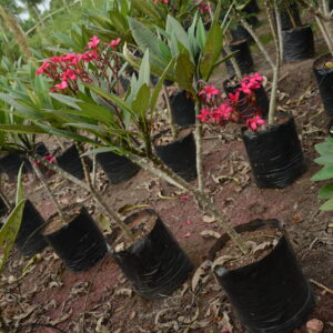 Plumeria-Rubra