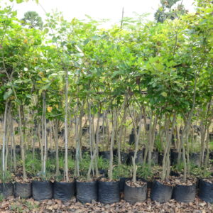 Pongamia Glabra
