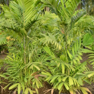 Ptychosperma Macarthurii 2