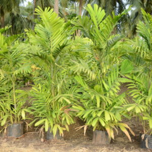 Ptychosperma Macarthurii