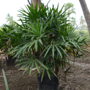 Raphis Palm 2