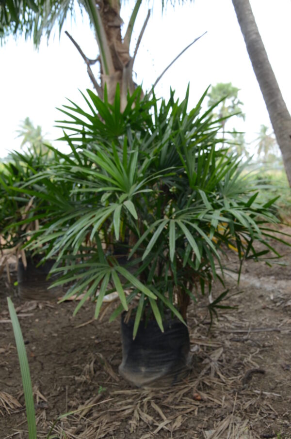 Raphis Palm 2