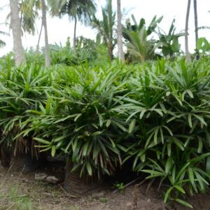 Raphis Palm 3