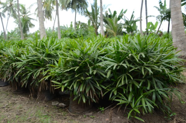 Raphis Palm 3