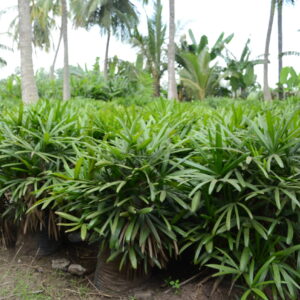Raphis Palm 4