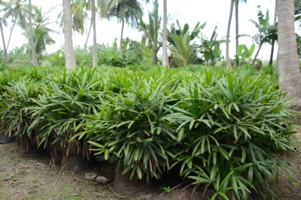 Raphis Palm 4